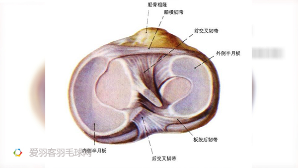 通常伴有内侧副韧带   半月板是垫衬于膝关节腔内的纤维软骨盘.