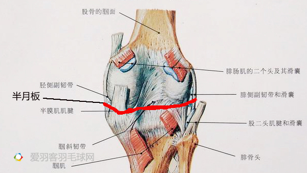 【伤病小常识系列四】关注半月板损伤